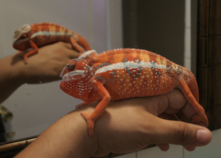 Little Pepe Reacting To His Reflection.