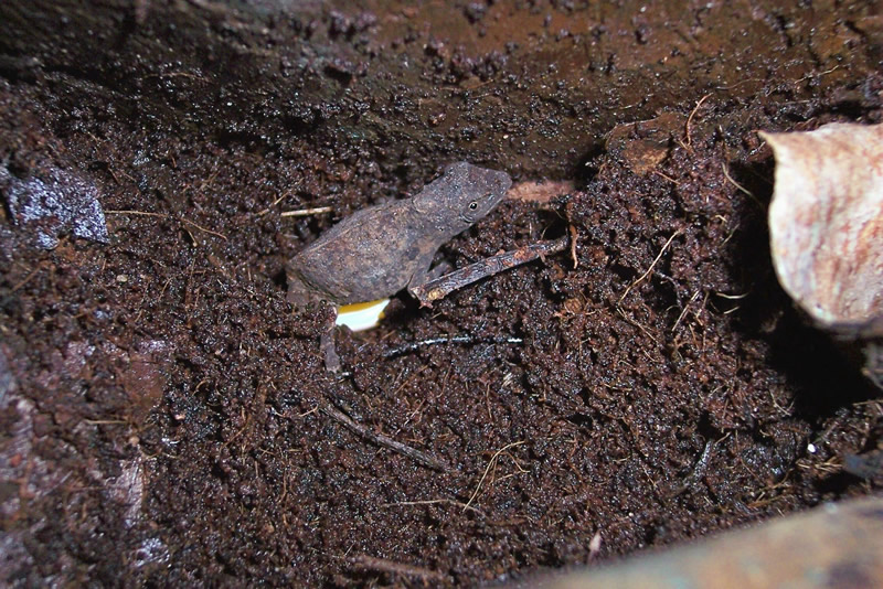 Little R. brevicaudatus laying eggs