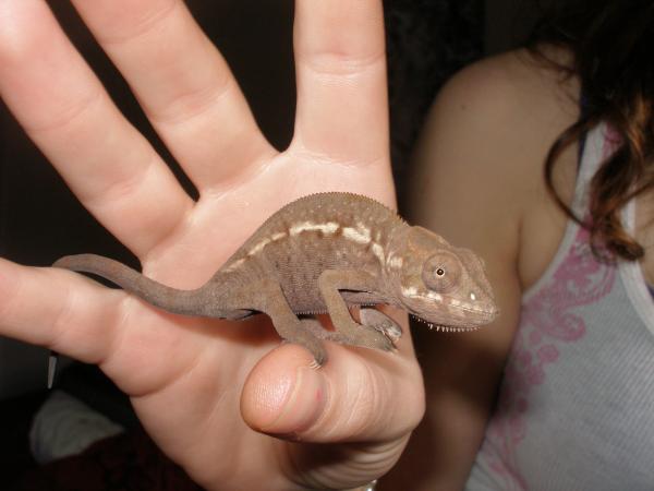 Littlefoot

From Dondeb562