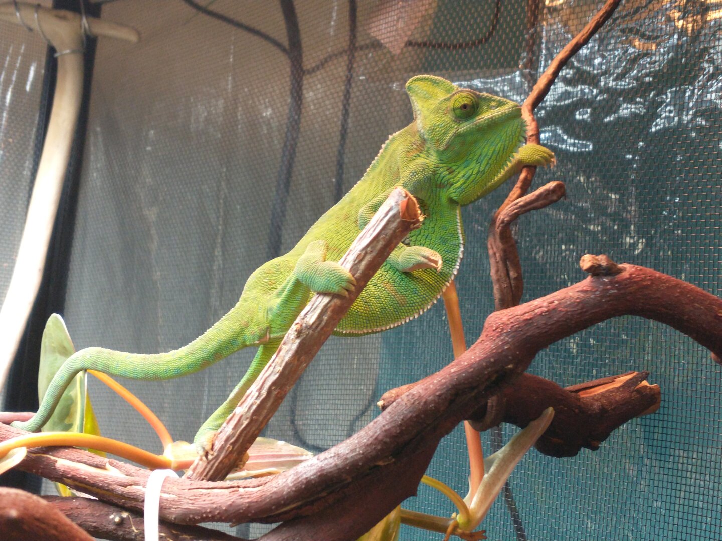 Littlefoot on the prowl 😘