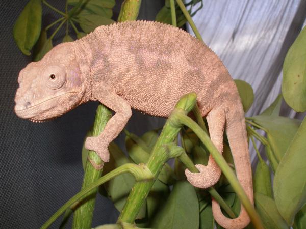 Littlefoot!