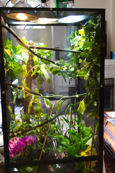 Live plants, two extra 6500K bulbls until custom hood is in stock