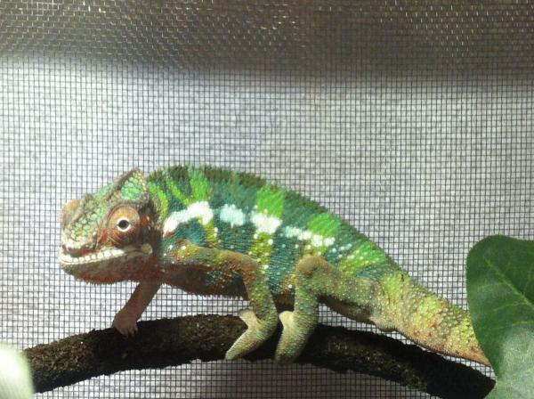 lNB nlkBHj7fe9914iQBdovdoE6GNrV6yFh798pWq28