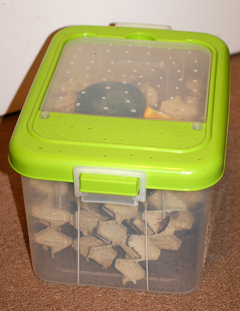 Lobster Roach tub setup