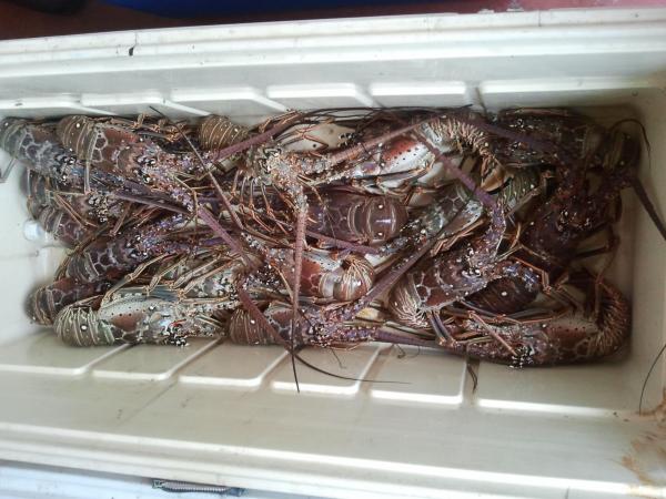 Lobstering miami style