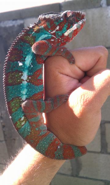 LOCO VALDEZ blue/red bar amilobe