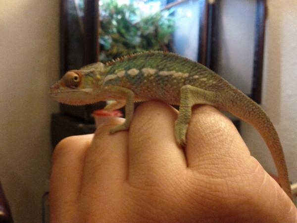 Loki with his cage in the background.