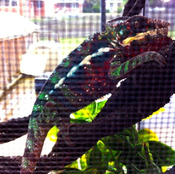 Loki's not happy about the thunderstorm rolling in.