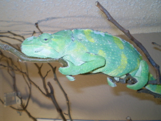 Lola, Oct, 2009