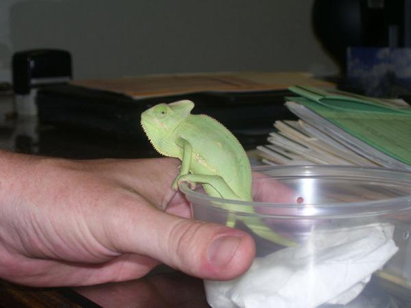 Lombardi Emerging from his shipping cup on Day 1! Sept 16-08