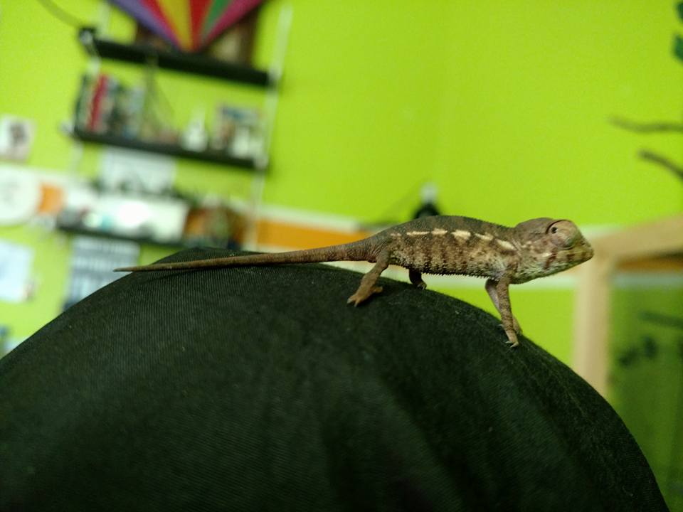 Long Tail