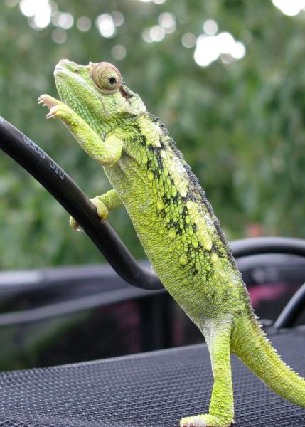 long term captive female fuelleborni