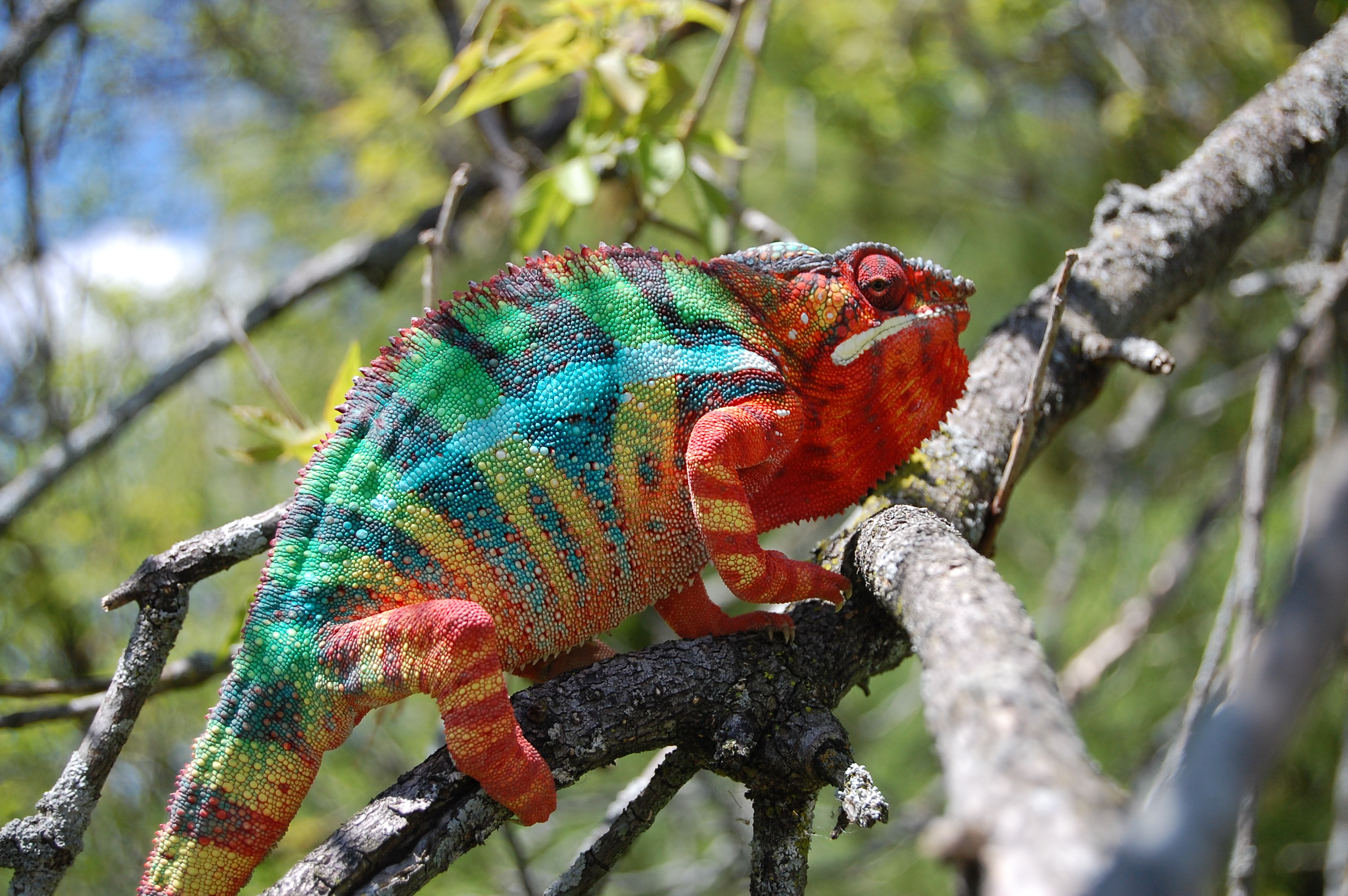 Look! A Rainbow Up In The Trees!