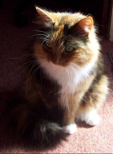 Look at all my whiskys!