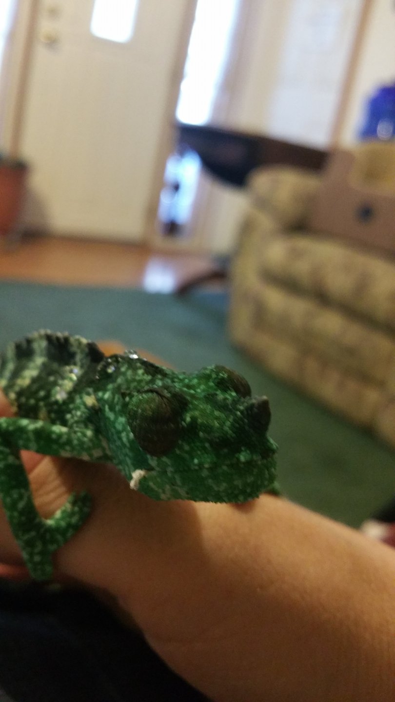 Look at my little horn
