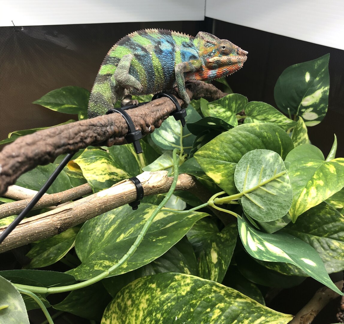 Look at those oranges and blues!