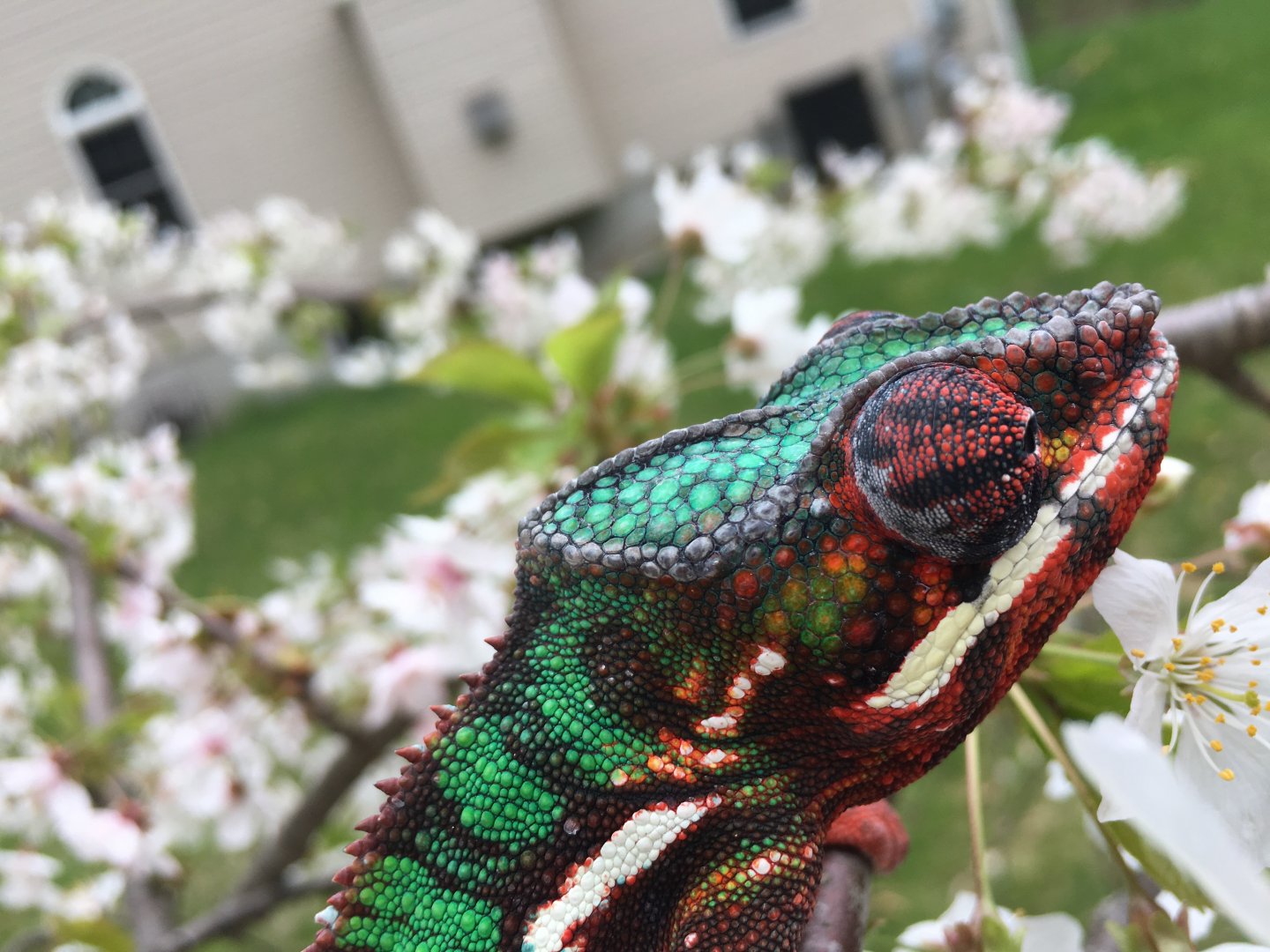 Look how great I blend in