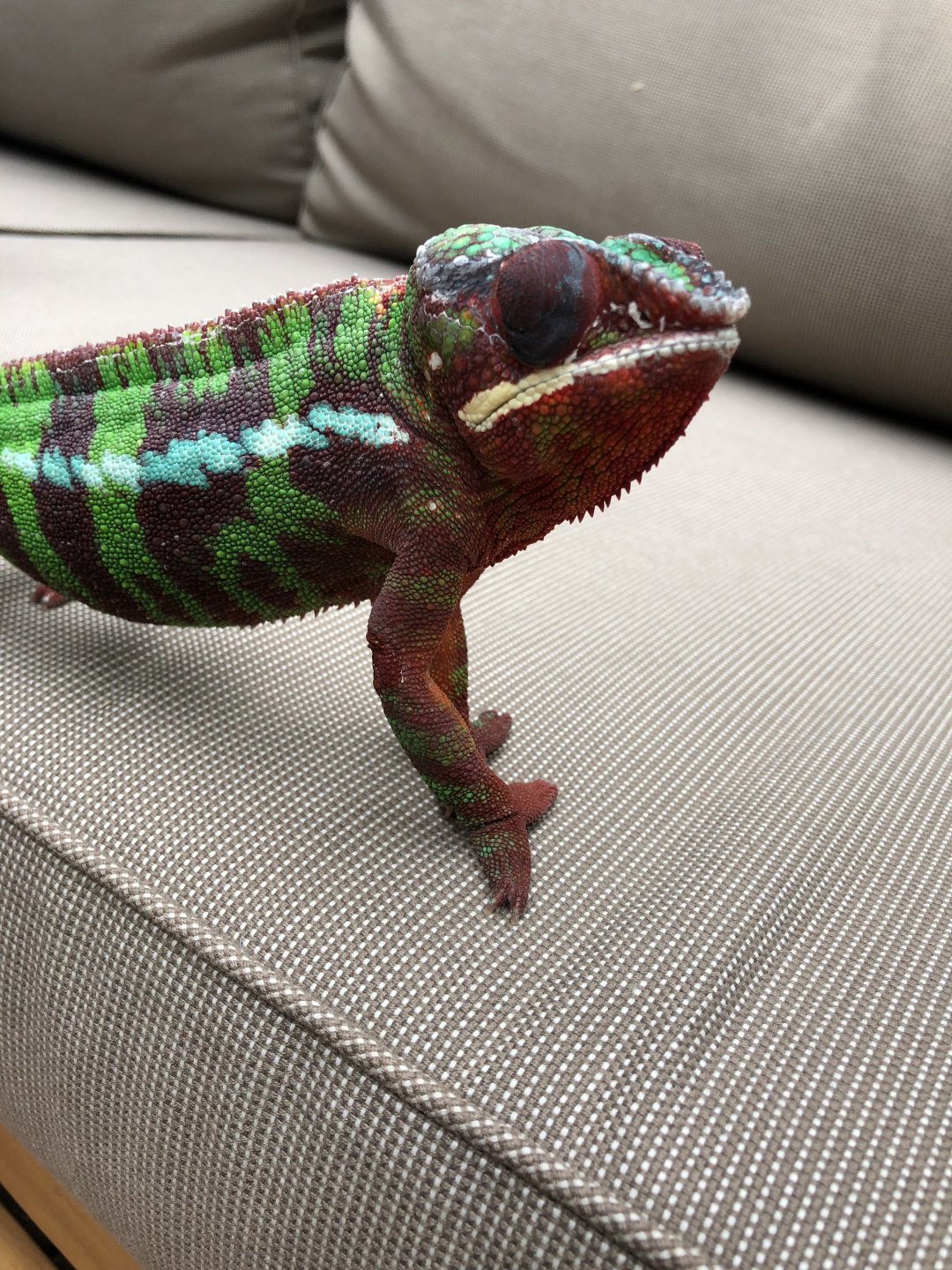 Look how tough he looks