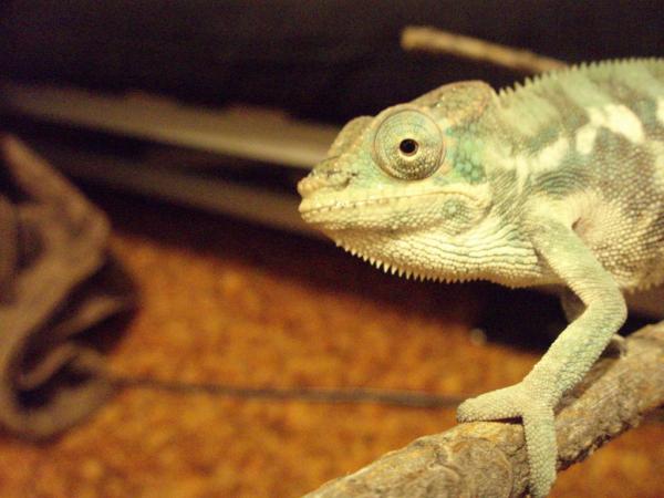 Look into my black soulless eyes!!!!11

He has some scratchmarks on his face that has mostly shed off. Probably from a sibling crawling all over him