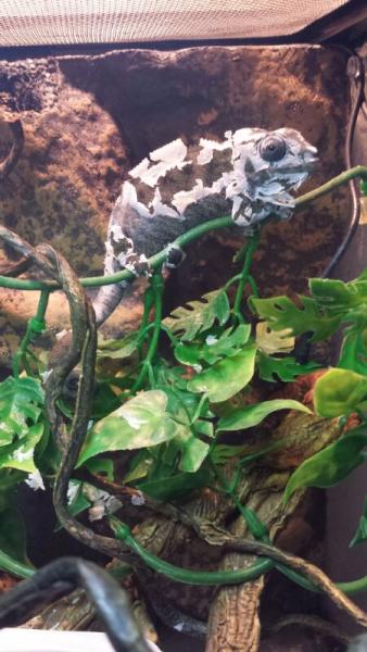 Looking a right mess