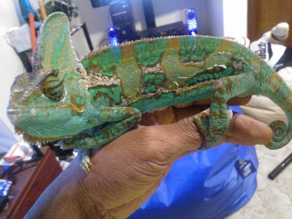 looking better..still unpredictable.. hence his name MAKO. wee 5