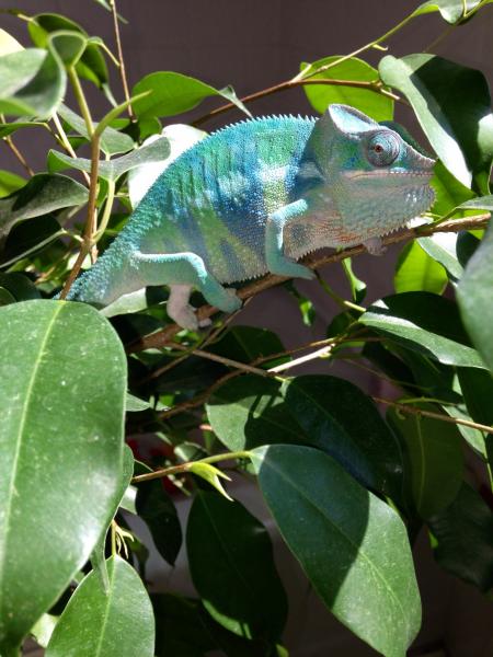 Looking like an Easter egg in his free range!