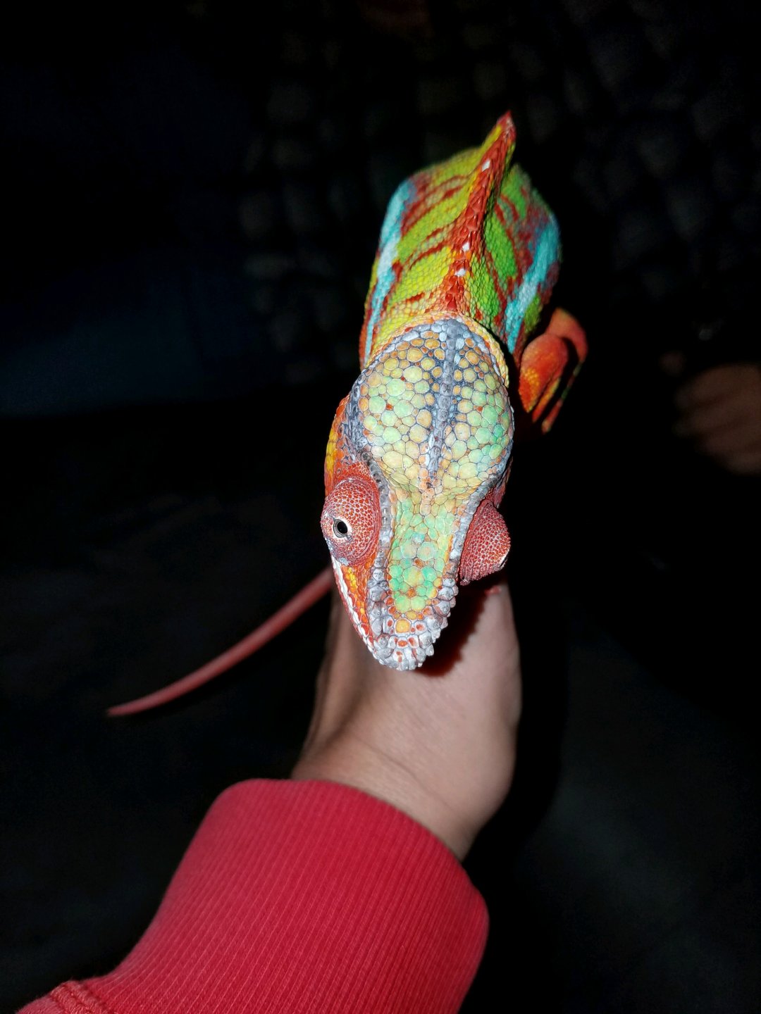 Looks like I’m never in my cage.