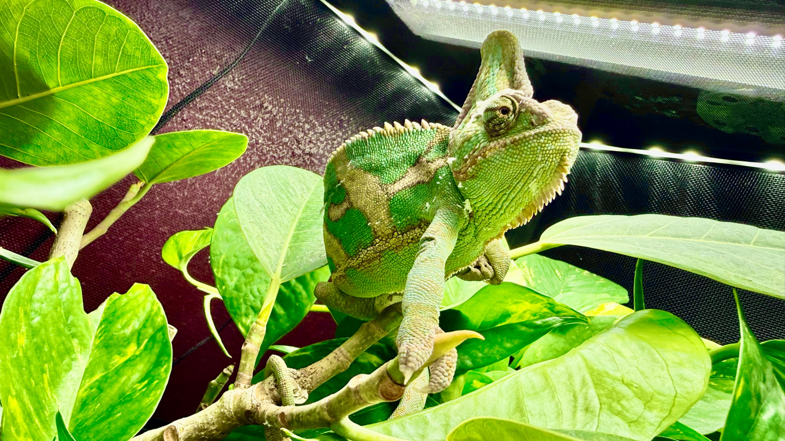 Lord of the Tree: Namul