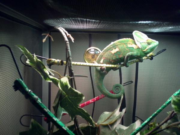 Lost him back in November 2012... Cage fell over and he vanished..So long Sambo