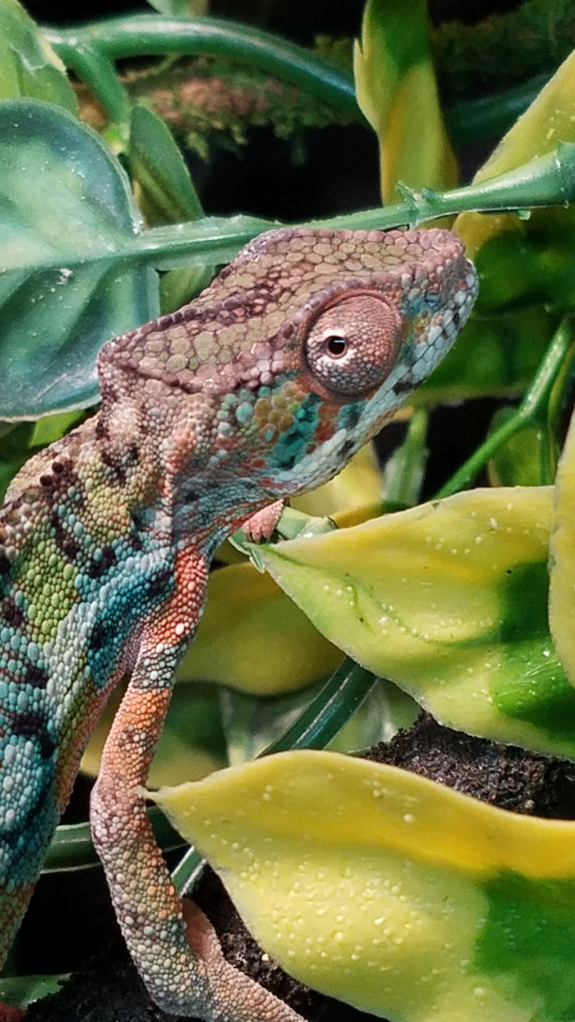 Love the head scales!