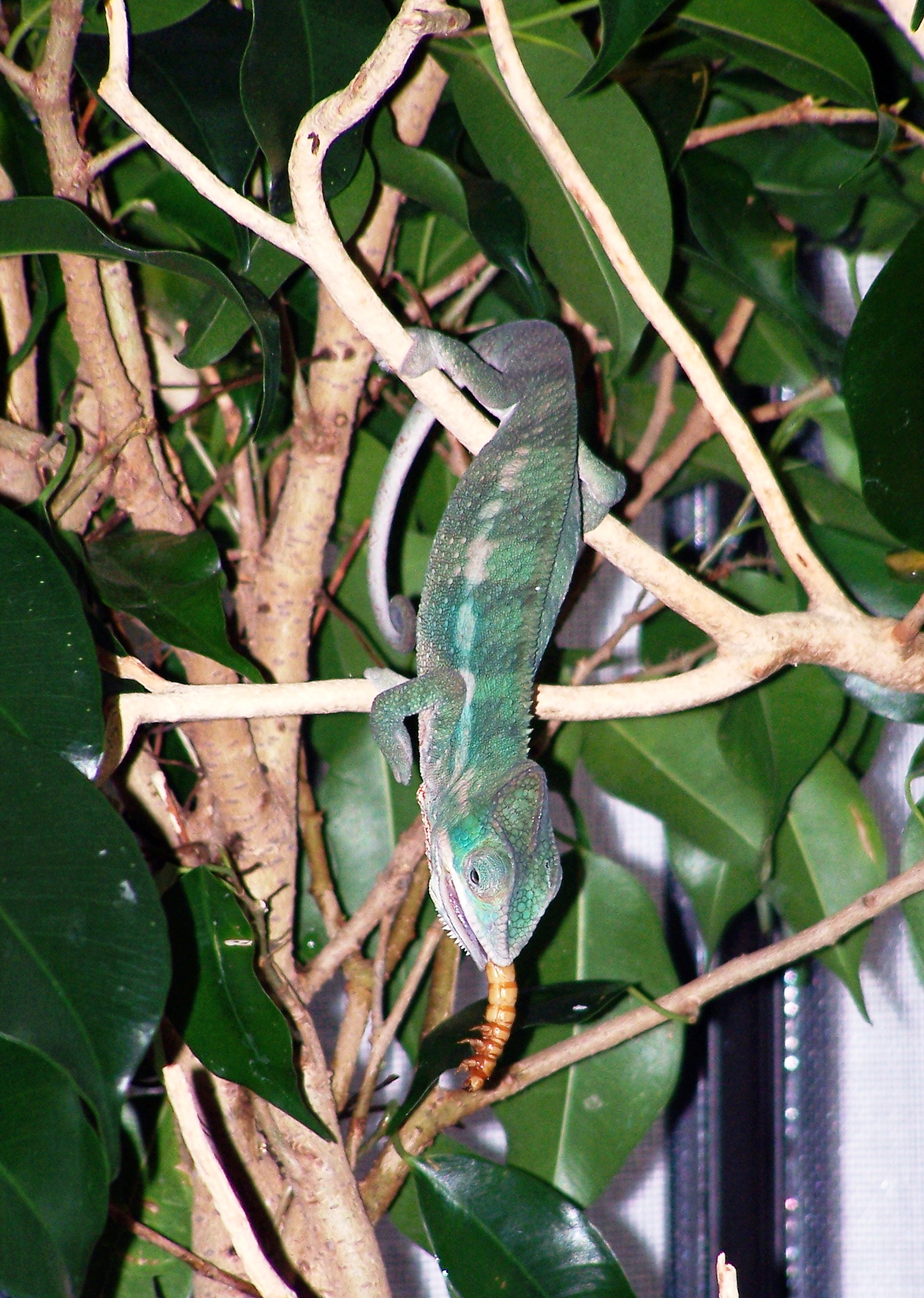 Love The Meal Worm (4 Mo Old Ambilobe)