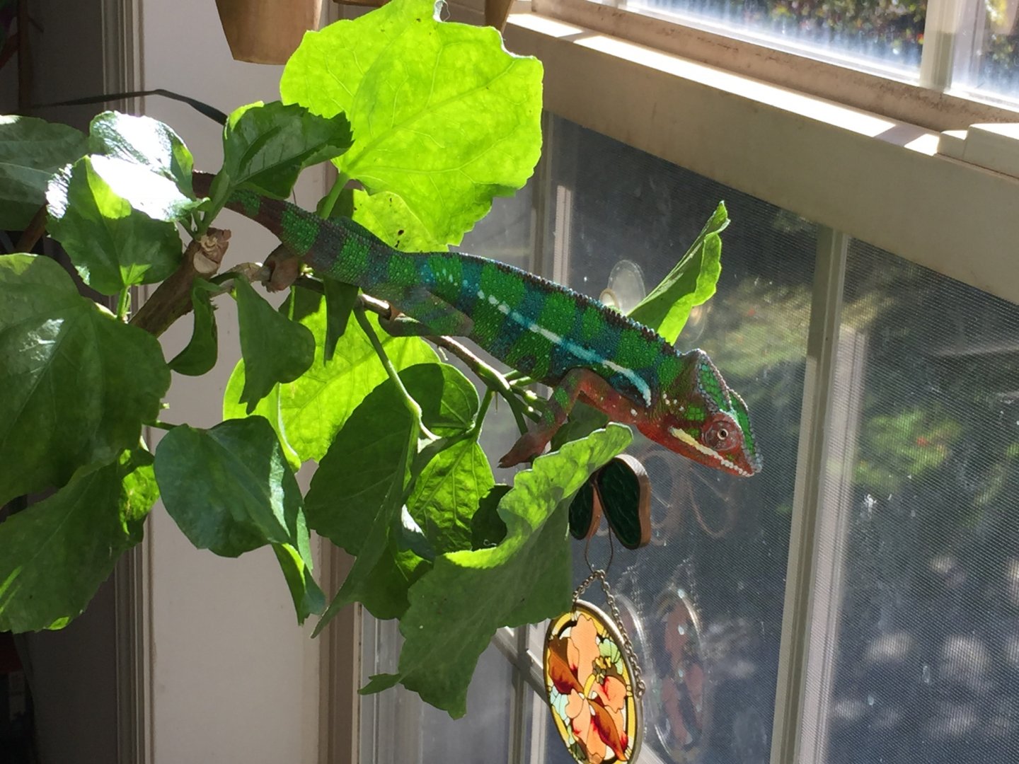Love this sunny window