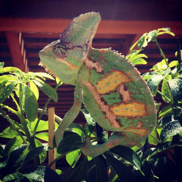 Loves to sunbathe ☀