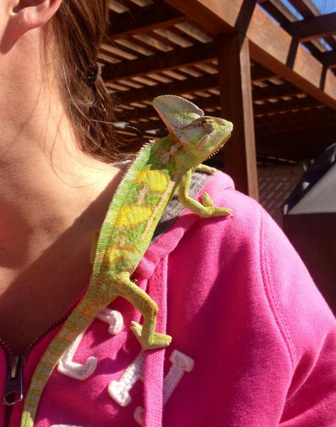 Loves to sunbathe on my shoulder.