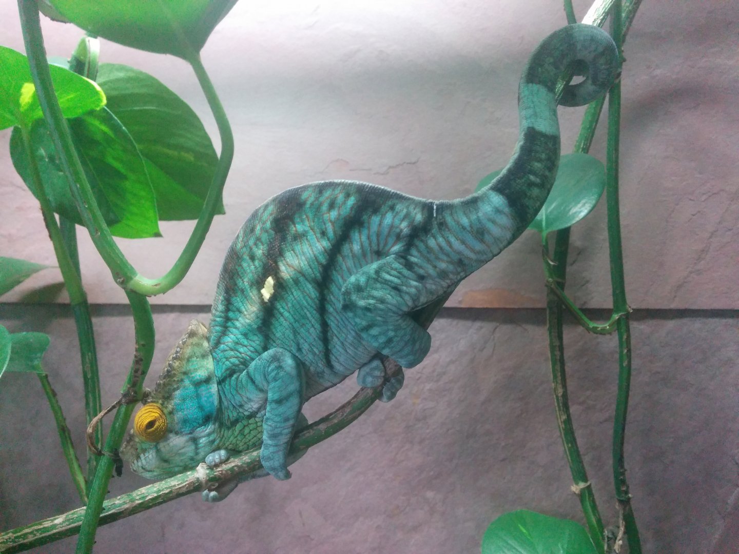 Loving the blue (May 2016)