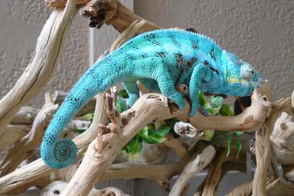 LSC Ambanja breeder Billy the Kid