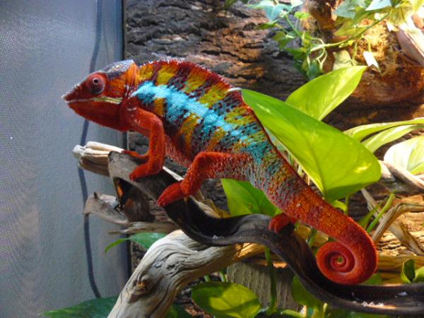 LSC CB Ambilobe breeder - "El Guapo"