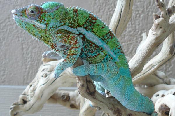 LSC CBB Ambanja breeder - Wyatt Herp