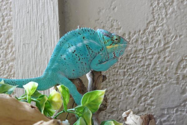 LSC CBB Nosey Be breeder Apache aka "The Ugly"