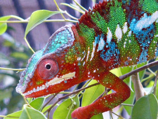 LSC CH Ambilobe breeder - Banjo