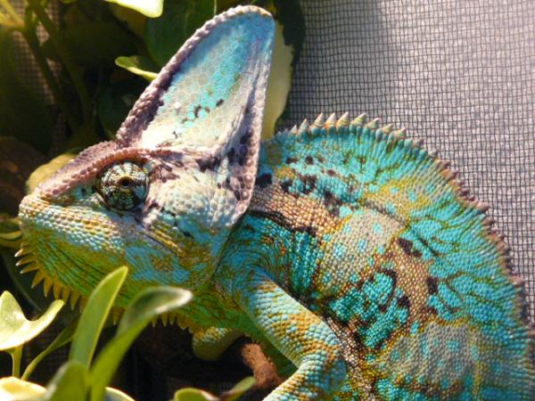 LSC Veiled breeder - Tomahawk