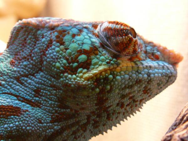 LSC WC Ambanja breeder - Tetris aka "Pistol Pete"