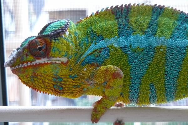 LSC WC Ambilobe breeder Mo'Green aka "The Big Alamo"