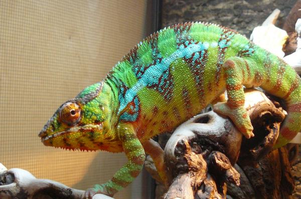 LSC WC Ambilobe breeder - Sgt. Pepper