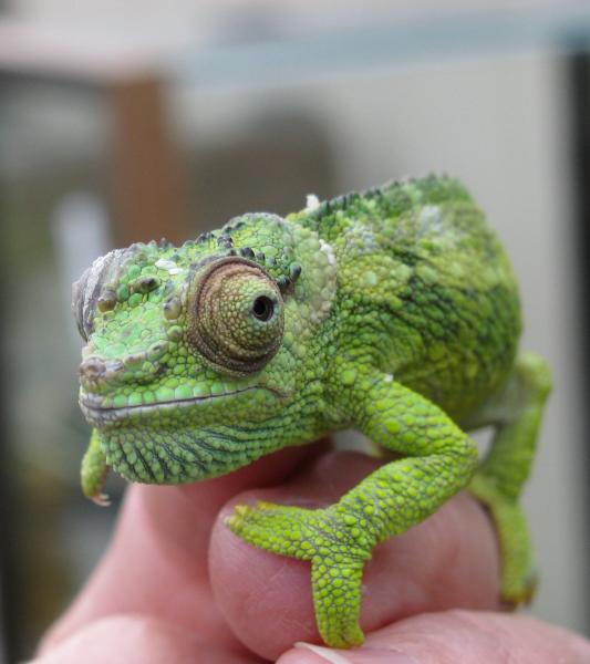 LTC female fuelleborni