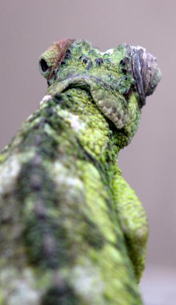 ltc female fuelleborni