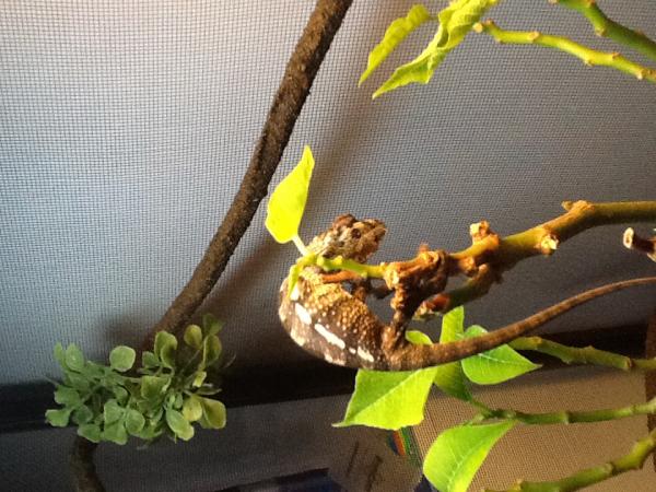 Luciano January 2012