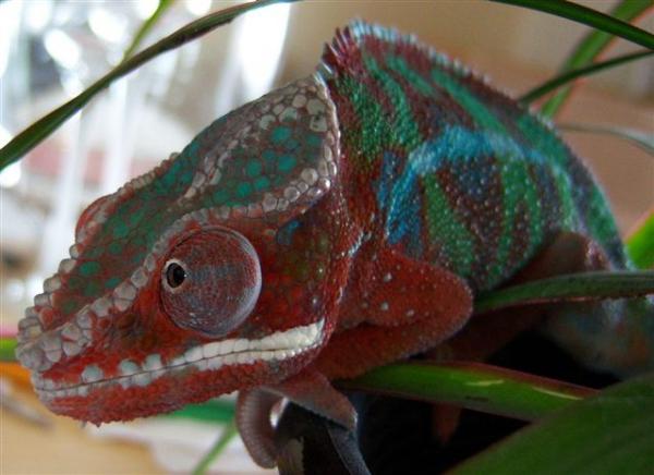 Lucifer in plant