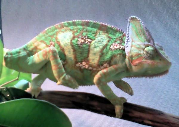 Lucky.7.3.15.going for a stroll.