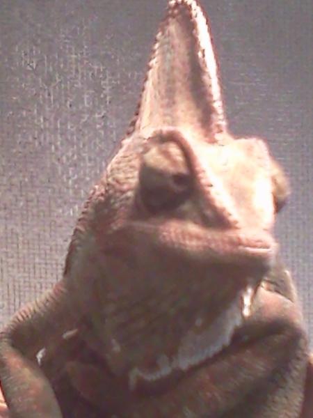 Lucky.7.5.15.A cham.with lips.